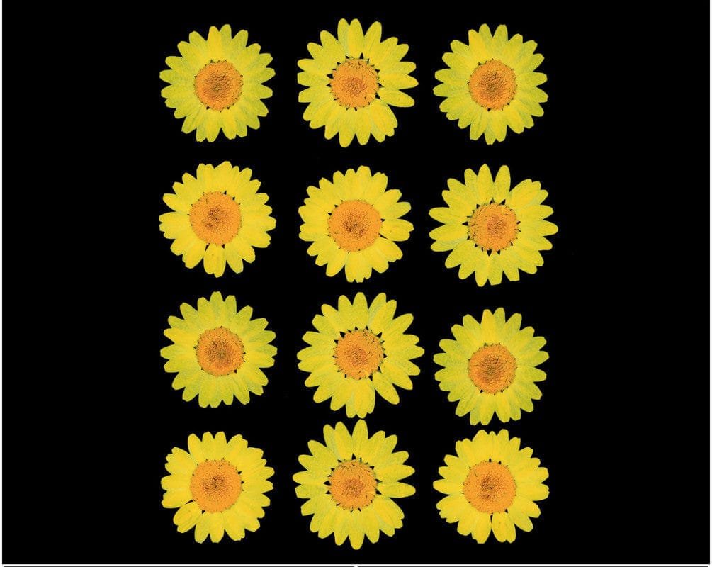 Dark Yellow Daisy Pressed Dry Flower (RAWDFD) - 1PKT