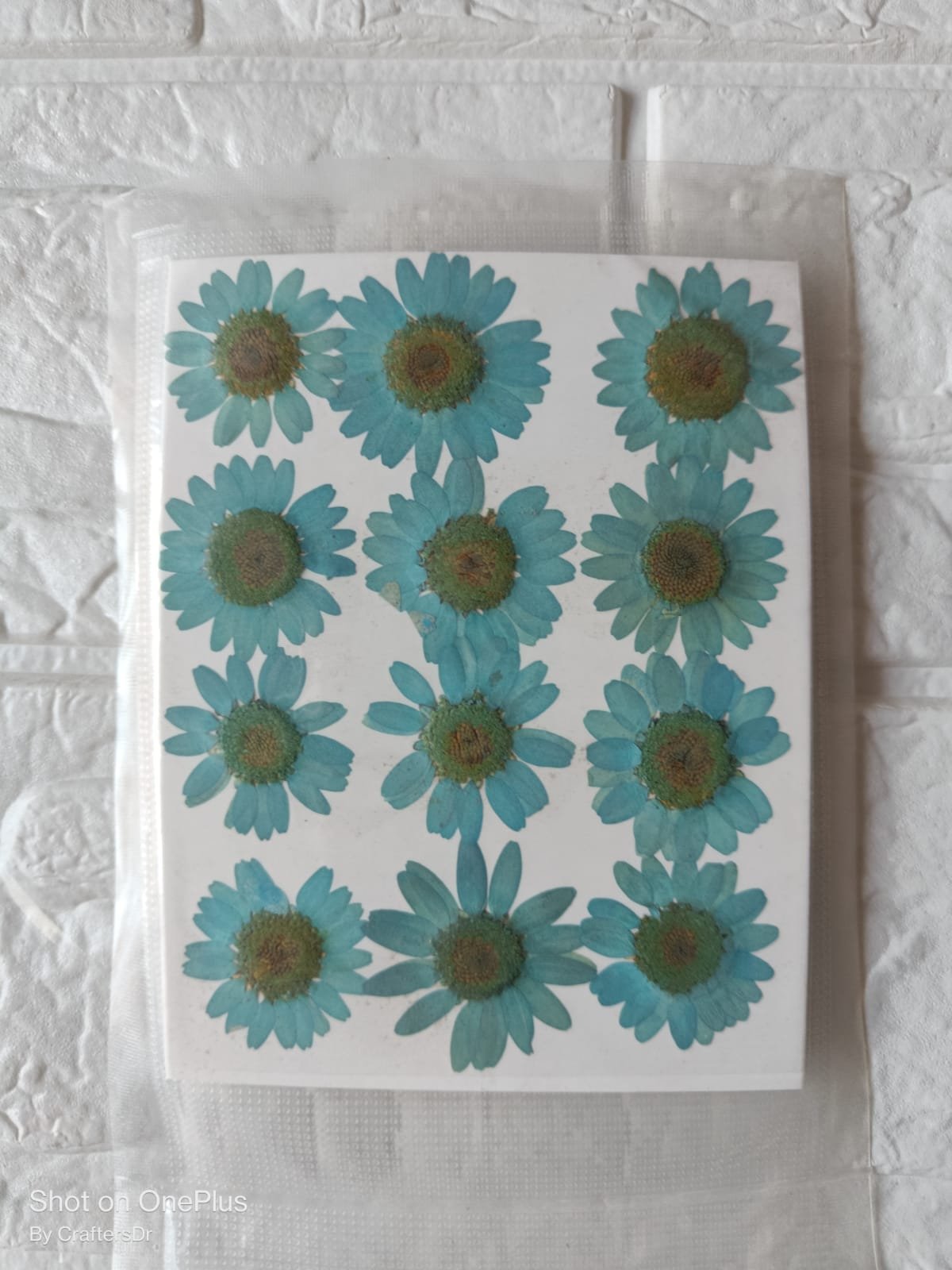 Dried Flower / Pressed Flower - RAWDFF