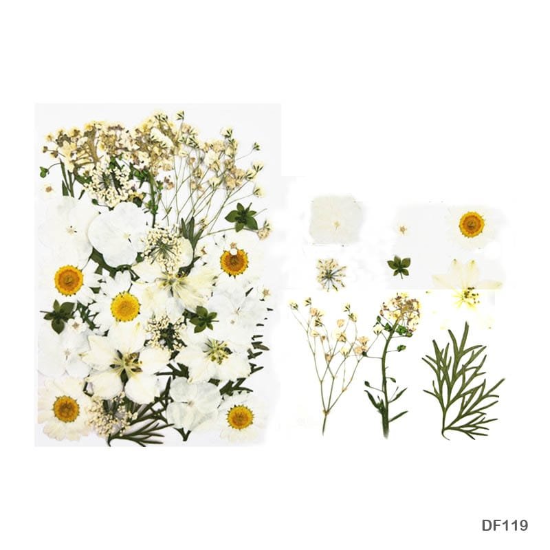 Dried Flower Sheet (DF119)