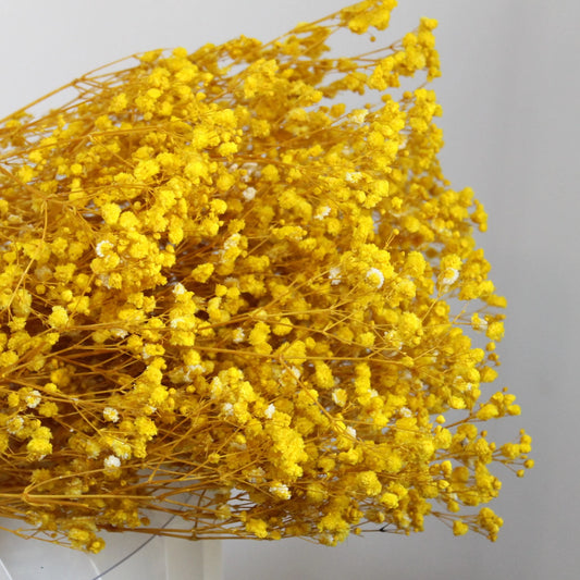 Baby Breath (Yellow)