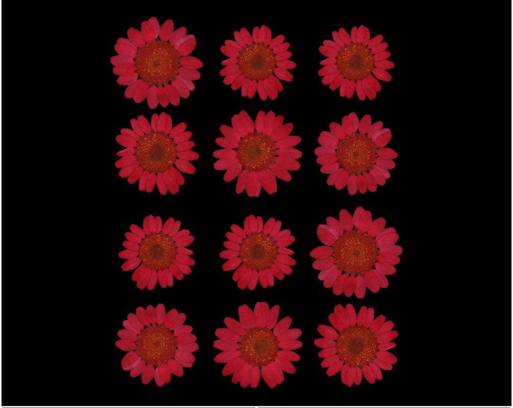 Dark Red Daisy Pressed Dry Flower (RAWDFD) - 1PKT