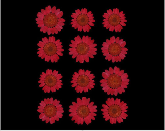 Dark Red Daisy Pressed Dry Flower (RAWDFD) - 1PKT