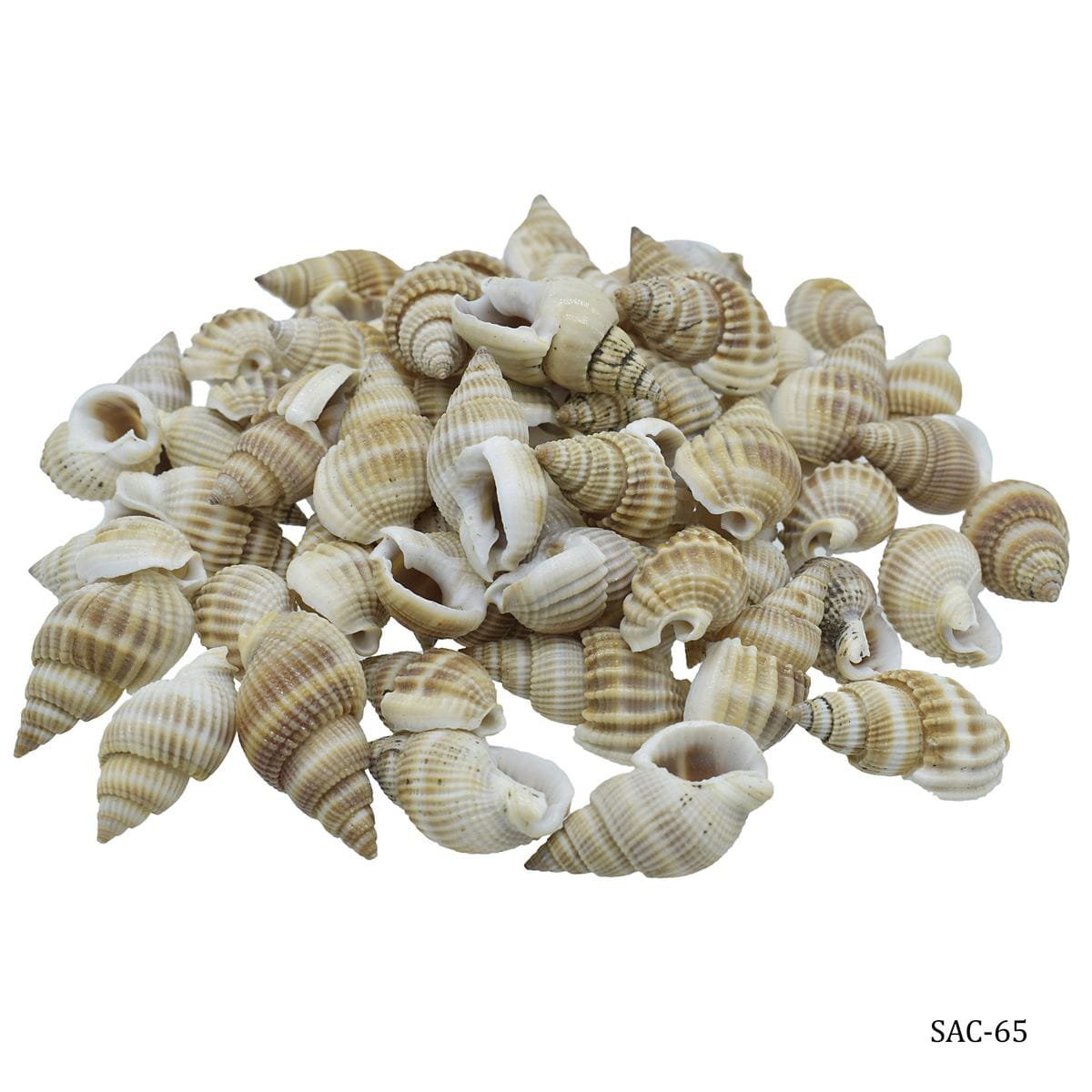 Shells Colour Vali Kopparta (SAC65) - 100gm
