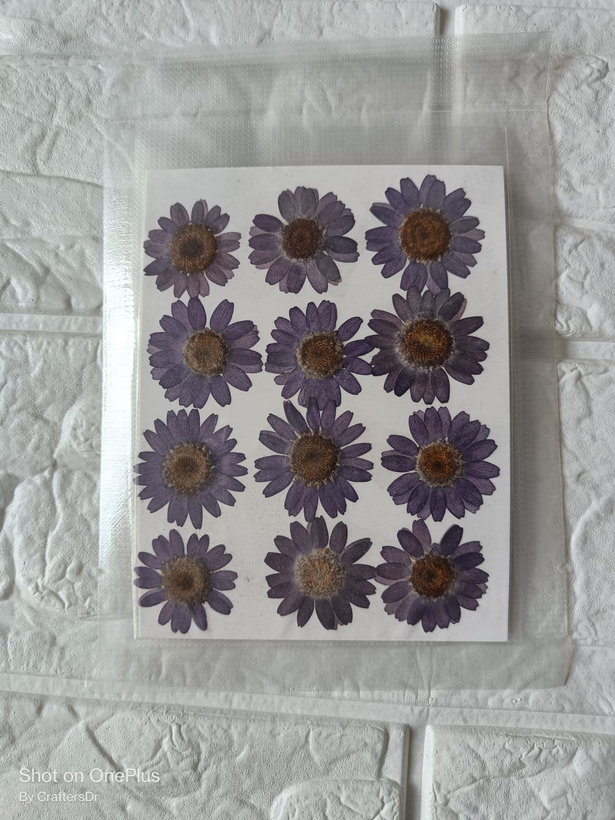 Dried Flower / Pressed Flower - RAWDFH
