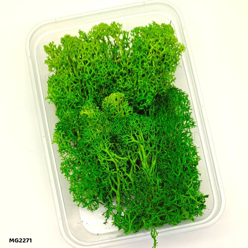 Dry Flower Box (MG2271) – 1BOX