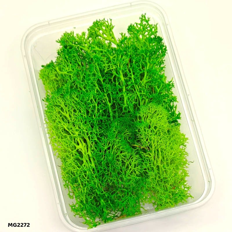 Dry Flower Box (MG2272) – 1BOX