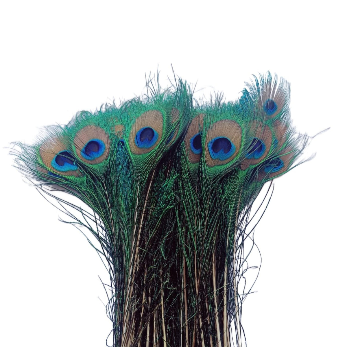 Mor Pankh - 5pcs