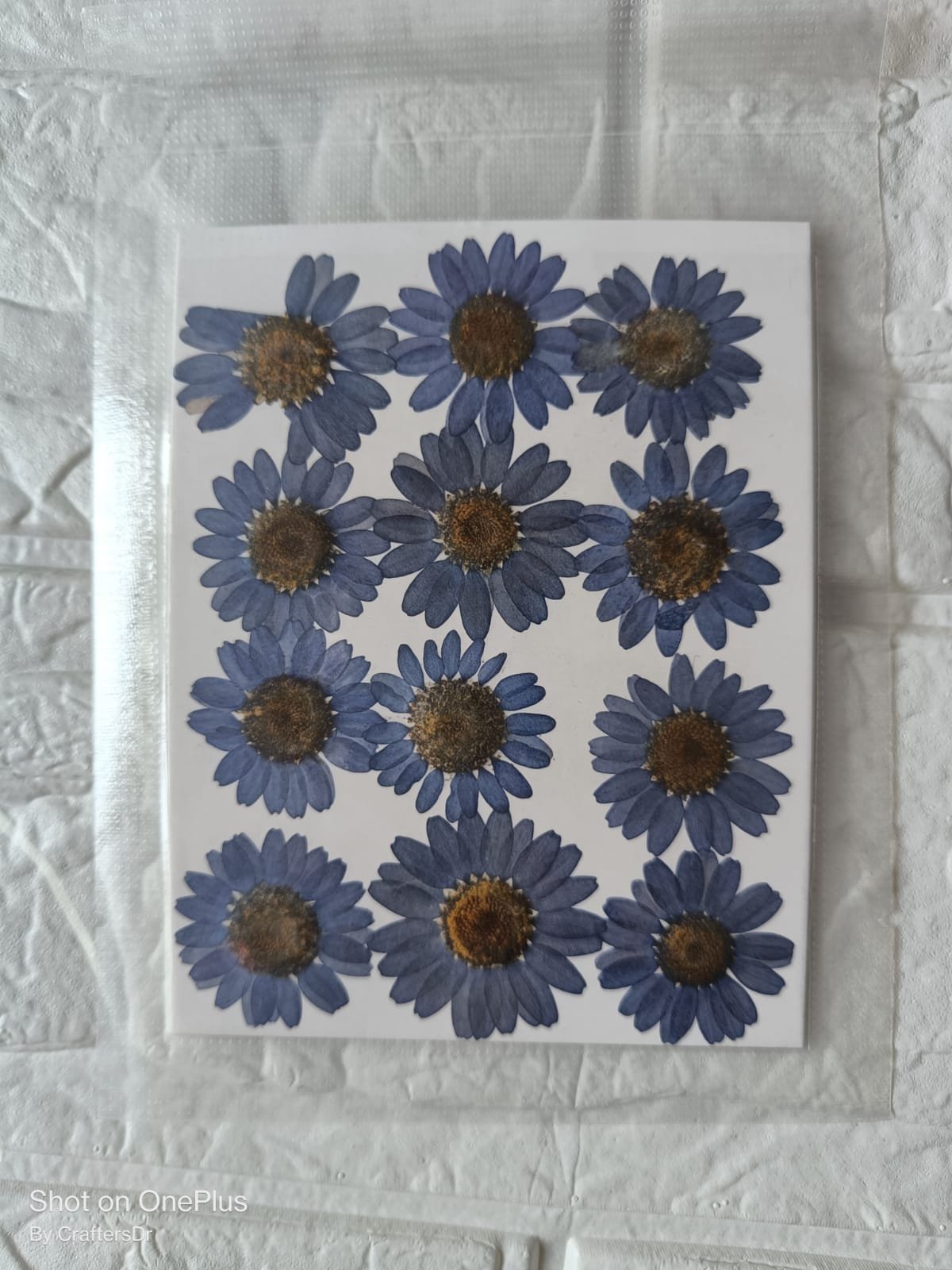 Dried Flower / Pressed Flower - RAWDFG
