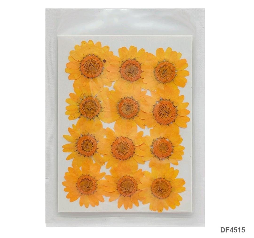 Dried Flower/Pressed Flower - DF4515