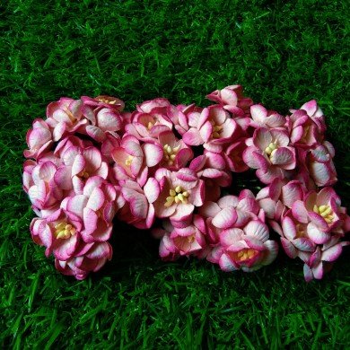 Mulberry Flower