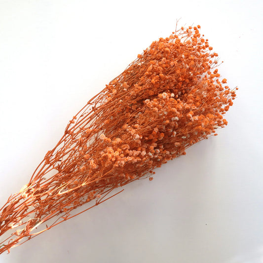 Baby Breath (Orange)