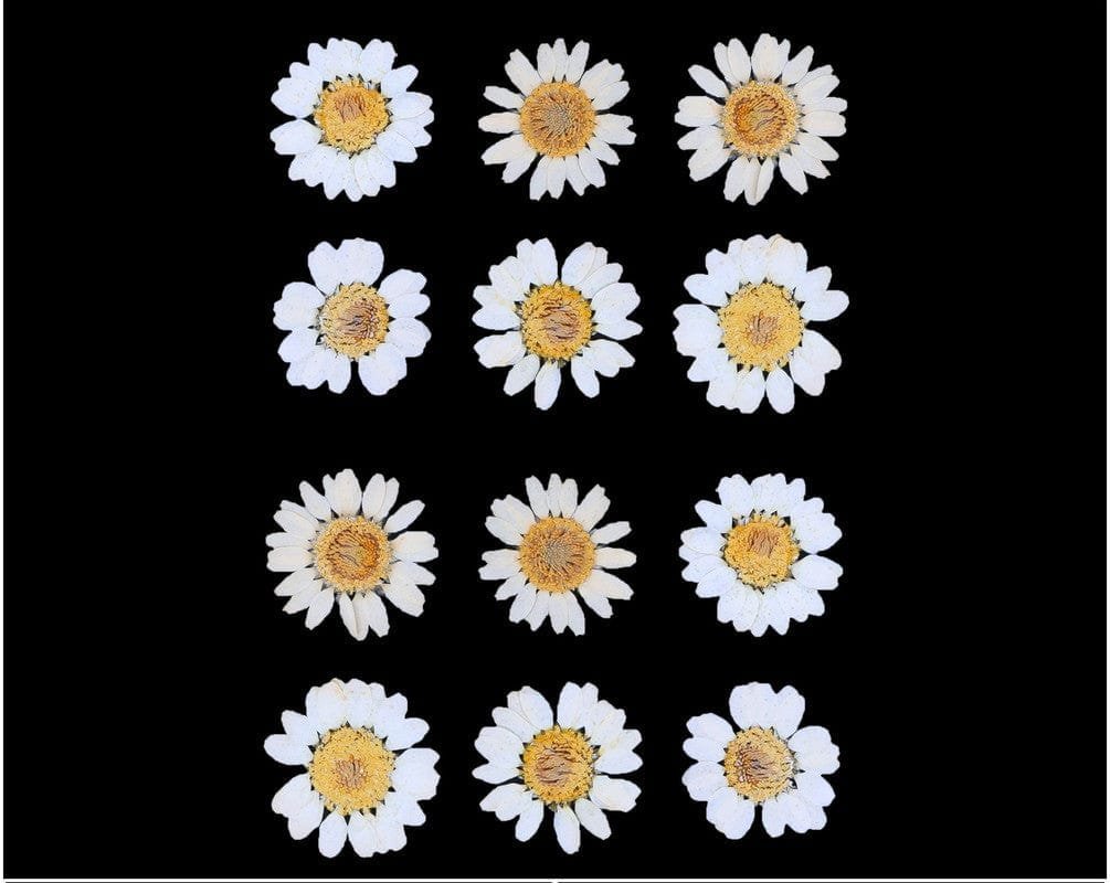 White Daisy Pressed Dry Flower (RAWDFD) - 1pkt