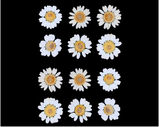 White Daisy Pressed Dry Flower (RAWDFD) - 1pkt