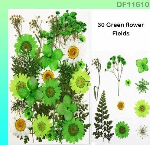 Dried Flower Sheet (DF11610)