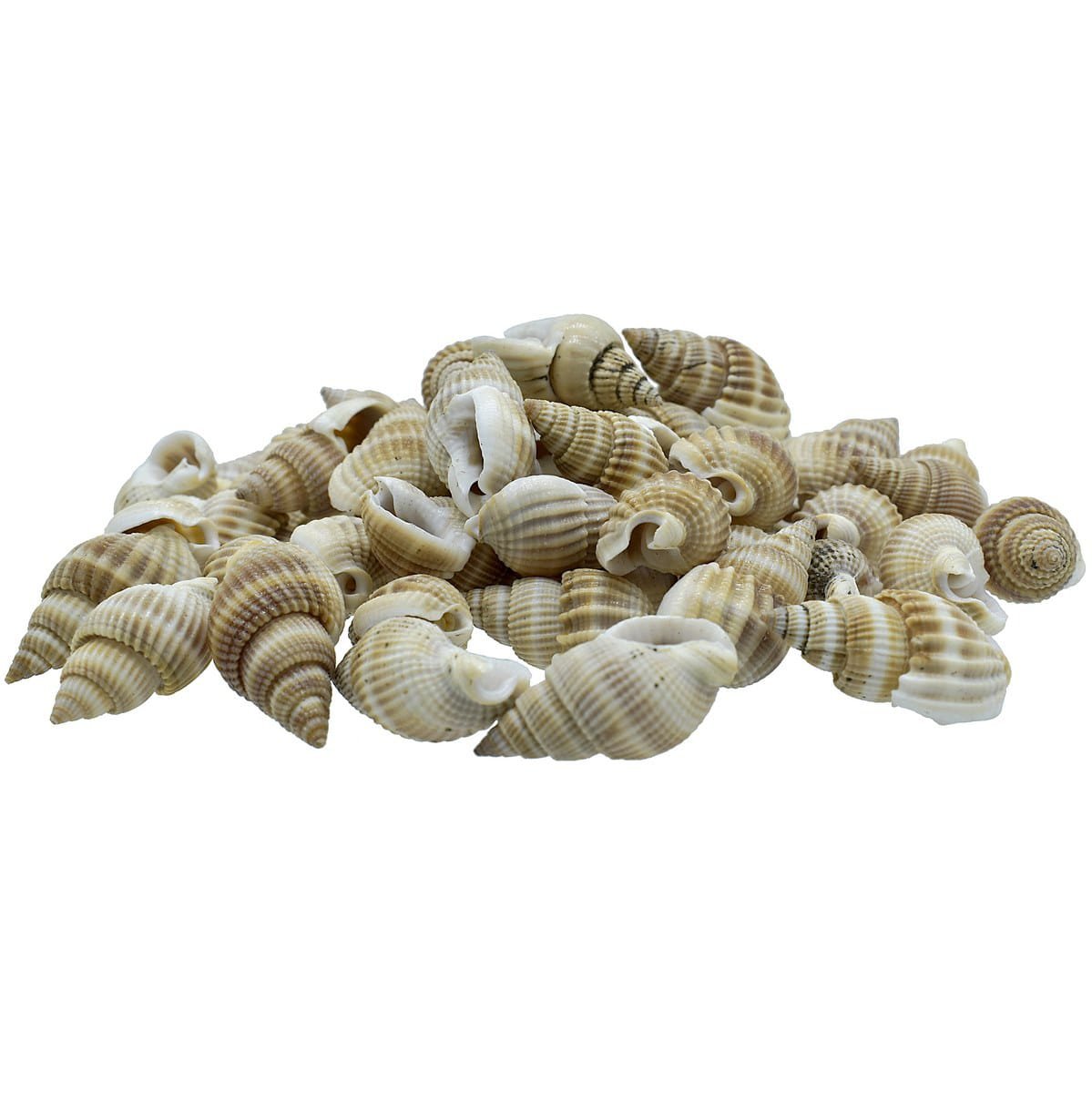 Shells Colour Vali Kopparta (SAC65) - 100gm